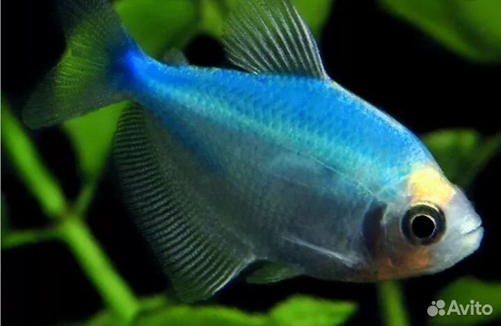 Рыбки тернеция,гуппи