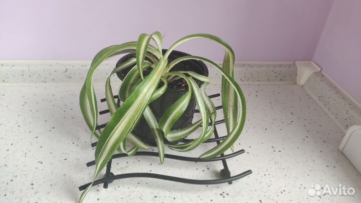 Хлорофитум Бонни кудрявый