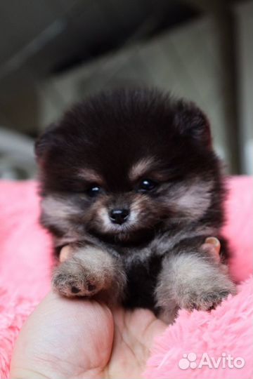 Померанский Шпиц, девочки