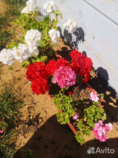 Пеларгония герань