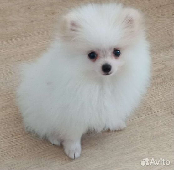 Мини шпиц с документами