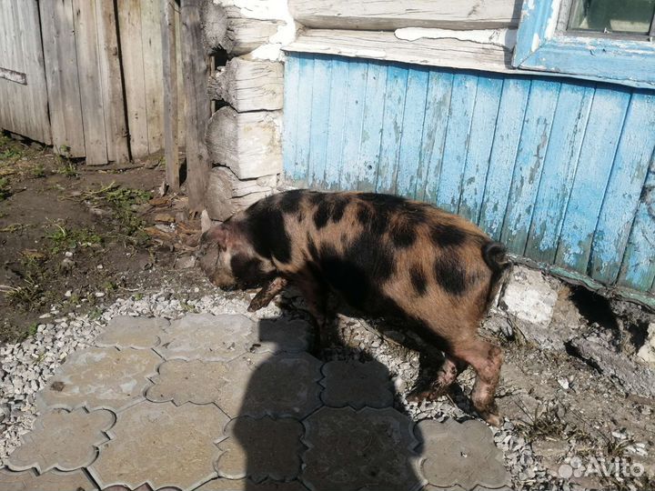 Свиньи. Поросята