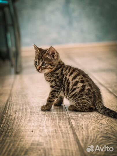 Котенок в добрые руки