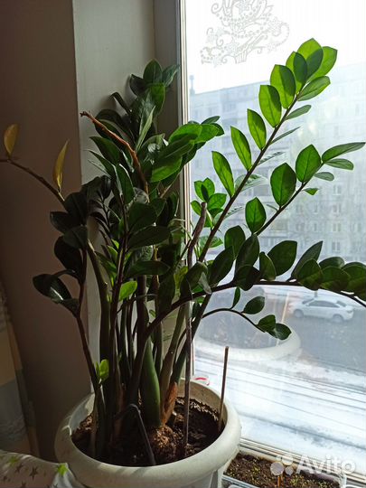 Замиокулькас