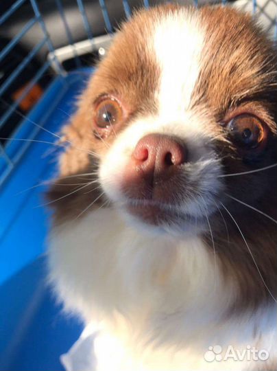 Собака чихуахуа