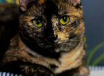 Трехцветная кошка Мисти с золотыми глазами