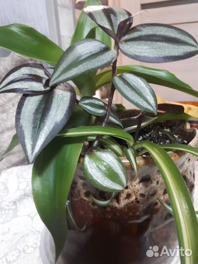 Суккуленты