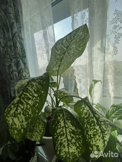 Диффенбахия