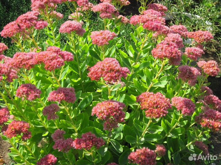 Очиток видный седум