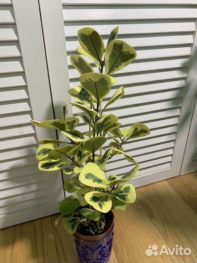 Сортовые фикусы 1