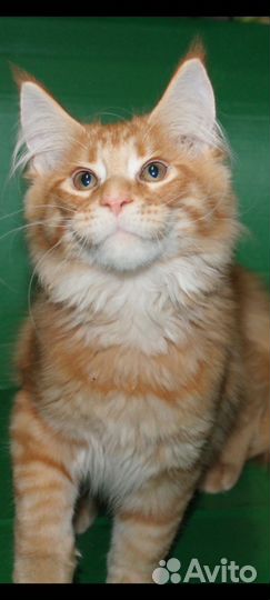 Мейн-кун котик 4 мес