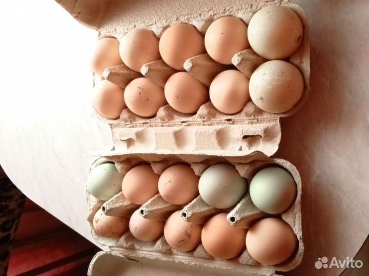 Яйца инкубационные перепелов, курей и утки