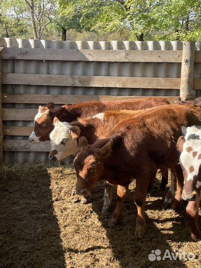 Бычки телки