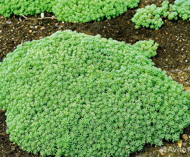 Почвопокровные растения