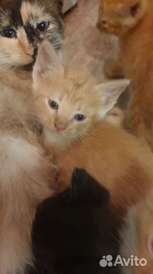 Котенок в дар бесплатно