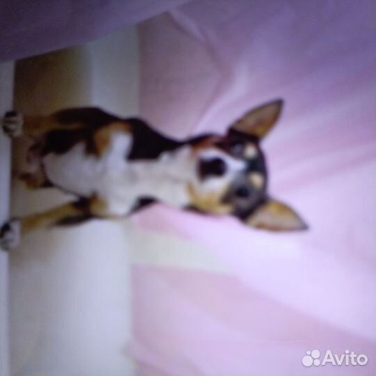 Вязка той-терьер