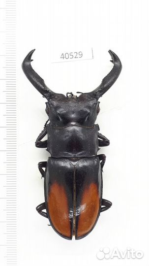 Сухие тропические жуки, бабочки и др.насекомые