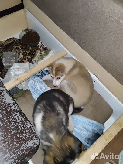 Щенки в добрые руки