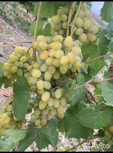 Виноград