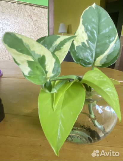 Антуриум,Эпипремнум, сциндапсус, потос
