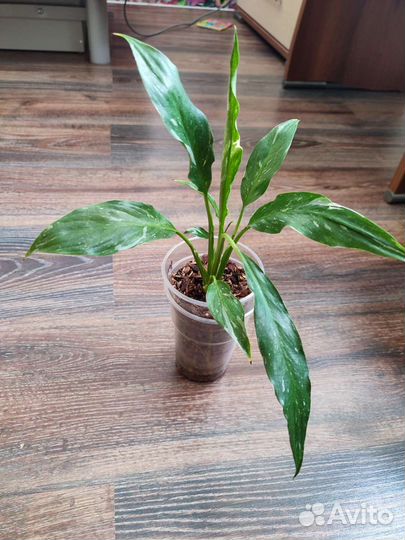 Спатифиллум домино и шопен