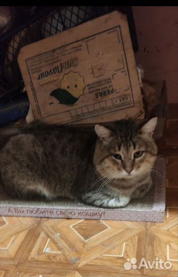 Кошки в добрые руки