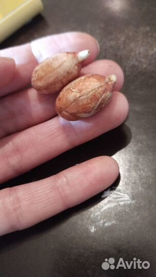 Семена арахиса 