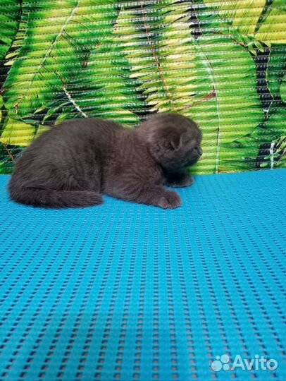 Шотландские котята