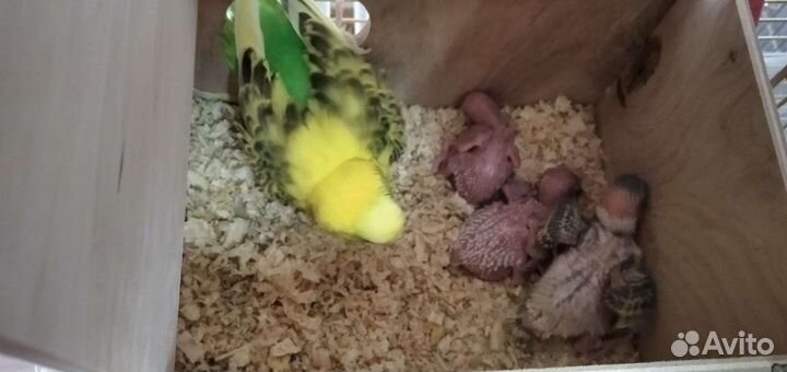 Птенцы волнистый попугай
