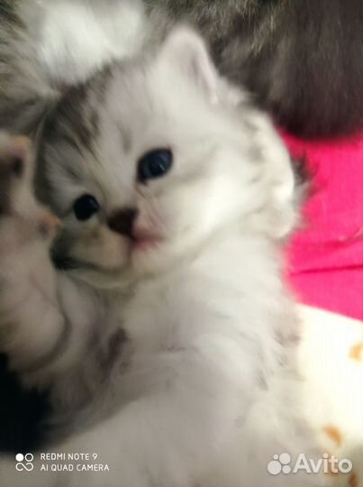 Персидская шиншилла