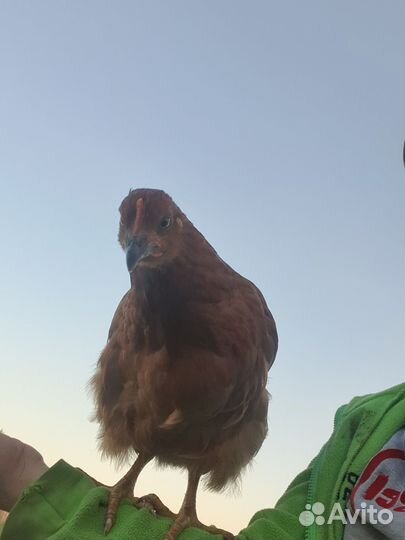 Молодые петушки. Крупной породы