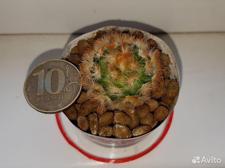 Кактус Маммилярия Кармен