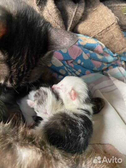 Домашние животные котята бесплатно