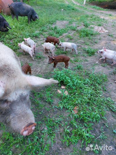 Поросята