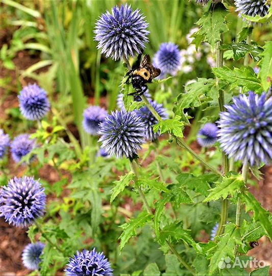 Мордовник шароголовый