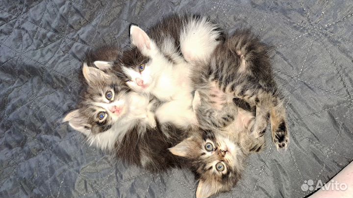 Котятки в добрые руки