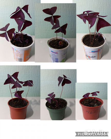 Оксалис, Сеткреазия, Толстянка