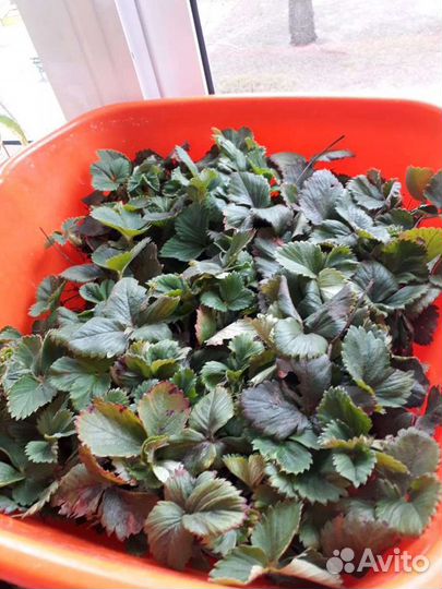 Рассада клубники