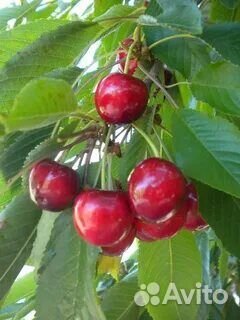 Саженцы черешни на всл 2 Sweet Saretta