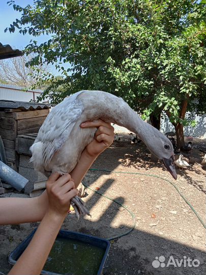 Индоутки разных окрасов: голубые, жемчужные и др