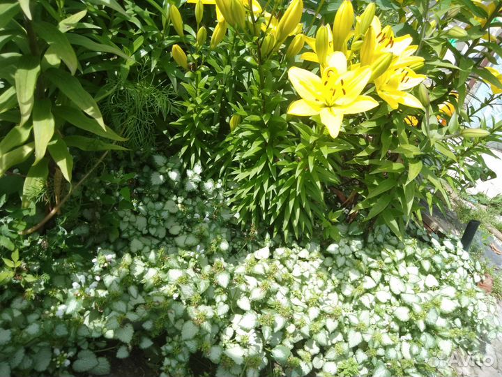 Клещевина (Яснотка)