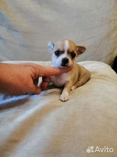 Щенки чихуахуа РКФ