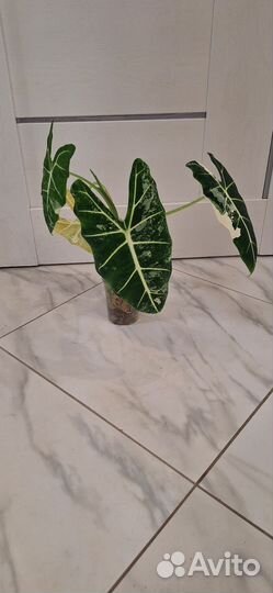 Алоказия Мишольтца Фрайдек Вариегатная