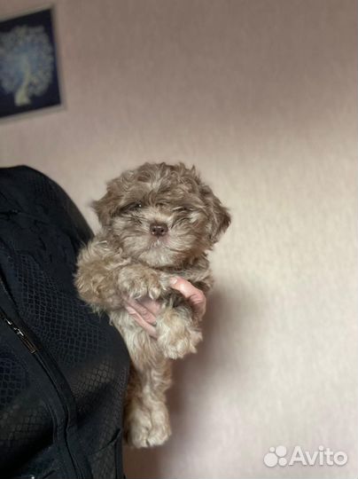 Красавица Лаванда