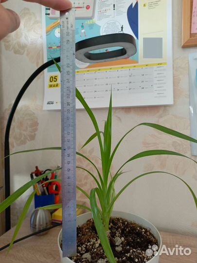 Комнатные цветы панданус