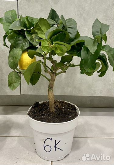 Лимонное дерево с плодами