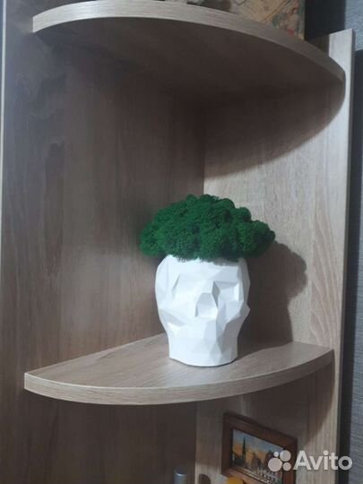 Кашпо со стабилизированным мхом Череп