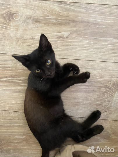 Котята в добрые руки бесплатно коты