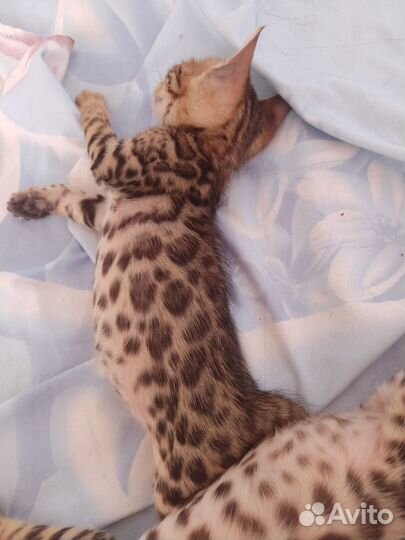 Бенгальские котята