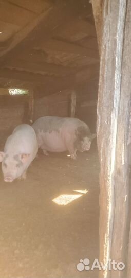 Мясо вьетнамских поросят